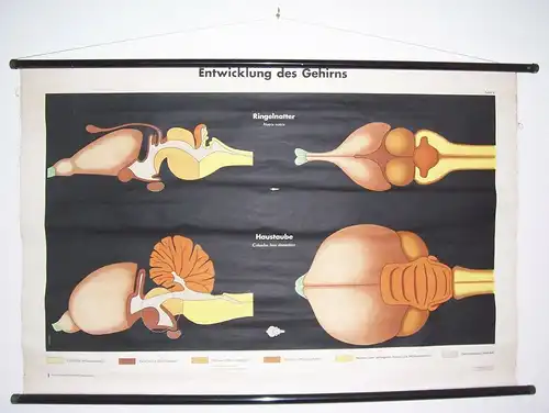 DDR Rollkarte Lehrkarte Entwicklung des Gehirns Curt Scholze DDR Biologie deko