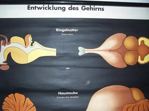 DDR Rollkarte Lehrkarte Entwicklung des Gehirns Curt Scholze DDR Biologie deko