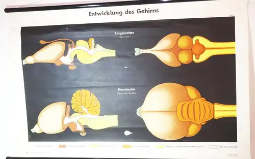 DDR Rollkarte Lehrkarte Entwicklung des Gehirns Curt Scholze DDR Biologie deko