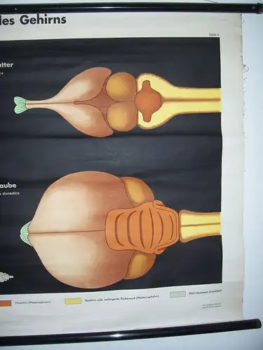 DDR Rollkarte Lehrkarte Entwicklung des Gehirns Curt Scholze DDR Biologie deko