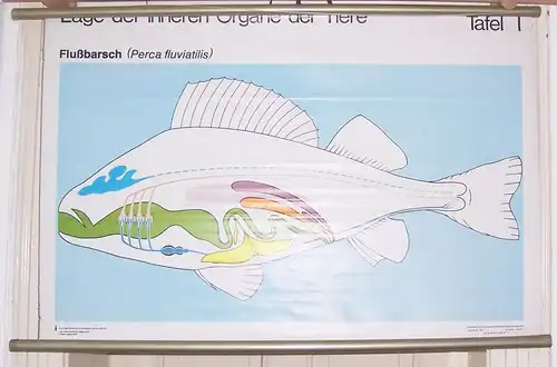 DDR Schulkarte Wandkarte Rollkarte Organe vom Flußbarsch um 1970 Fisch !