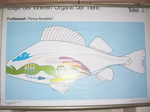 DDR Schulkarte Wandkarte Rollkarte Organe vom Flußbarsch um 1970 Fisch !