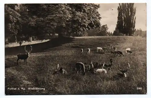 Ak Putbus auf Rügen Wildfütterung Rehe Hirsch