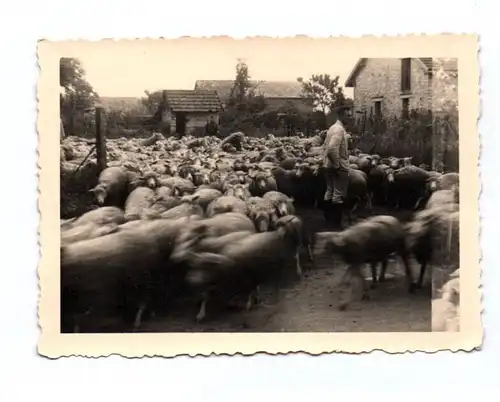 Foto Agincourt Frankreich Schafherde Soldat 2 Wk WW2