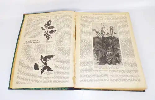 Erfurter Führer im Obst und Gartenbau 1916 1917 Pomologie Geflügelzucht Buch