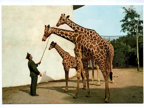 Ak Duisburger Tierpark Netzgiraffen