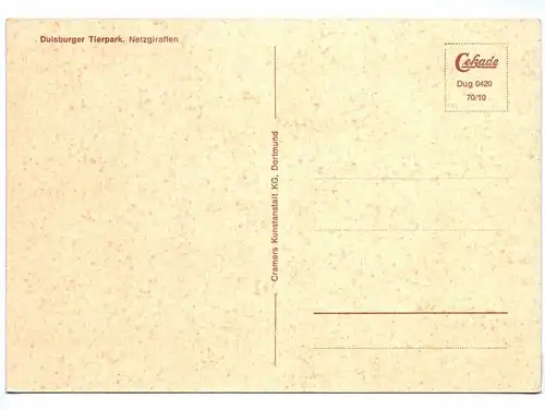 Ak Duisburger Tierpark Netzgiraffen