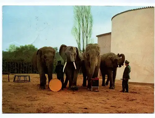 Ak Elefanten machen Musik Tierpark Duisburg 1973
