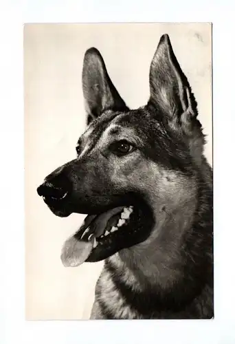 Ak Foto Schäferhund 1959 DDR