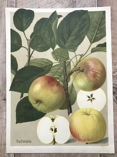 Litho Druck Print Beilage Tiefblüte Äpfel Druck Lithografie Pomologie