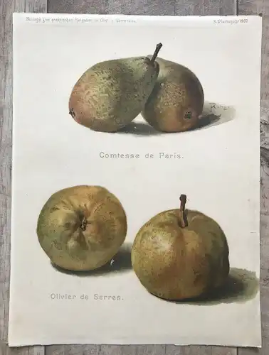 Print Beilage Ratgeber im Obst und Gartenbau 1907 Comtesse de Paris Pomologie