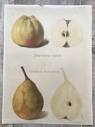 Druck Litho Beilage Ratgeber Obst Gartenbau 1906 Adersleber Calvill Pomologie