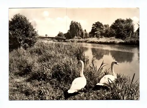 Ak Schwäne am Fluss DDR 1974 Senftenberg Niederlausitz An der Elster