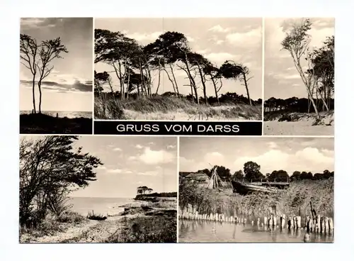 Ak Gruss vom Darss DDR 1975