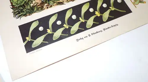 Jugendstil Kunstbeilagen Druck Print 4 Stück Muster Deko