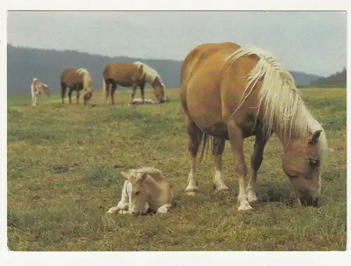 DDR Ak Stute mit Fohlen auf Weide Koppel Foto K. Mihatsch um 1980 ! (nr.15