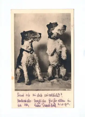 Ak Foto zwei Hunde Fox Terrier DDR 1954 Tiere