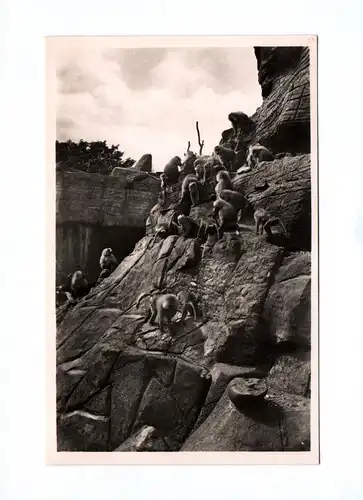 Ak Foto Carl Hagenbecks Tierpark Hamburg Stellingen Affenfelsen Mantelpaviane