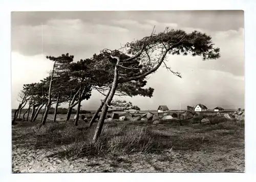 Ak Neuendorf Hiddensee DDR 1977 Echt Foto