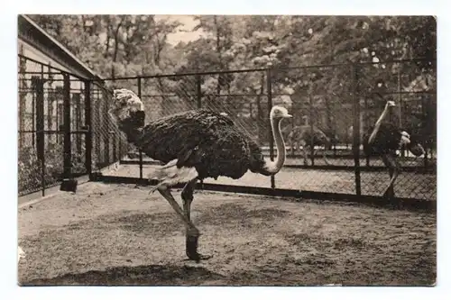 Ak Foto Gruss aus dem Zoologischen Garten Berlin Afrikanischer Strauß