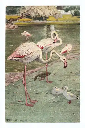 Ak Zoologischer Garten Berlin Flamingo Zeichnung Paul Neumann Zoo