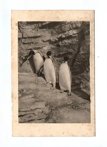 Ak Foto drei Pinguine am Felsen 1913