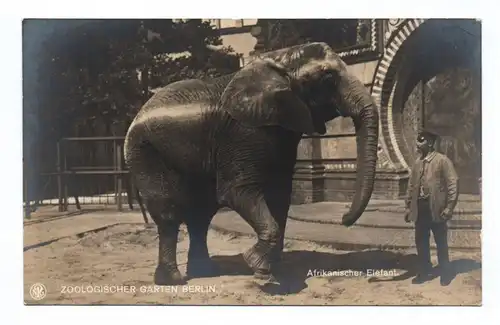 Ak Zoologischer Garten Berlin Afrikanischer Elefant
