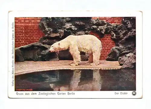 Ak Gruss aus dem Zoologischen Garten Berlin Der Eisbär am Wasser