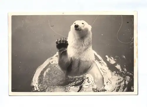 Ak Foto Eisbär im Wasser hebt die Fote freudig