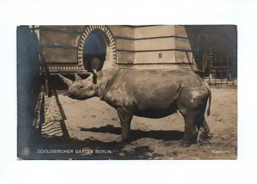 Ak Nashorn Foto Zoologischer Garten Berlin