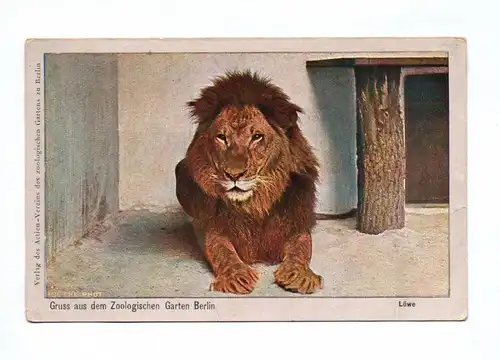 Ak Löwe im Liegen Gruss aus dem Zoologischen Garten Berlin