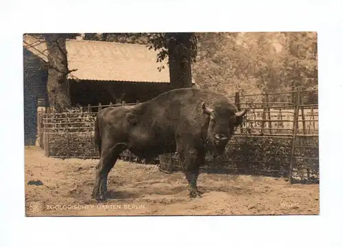 Ak Foto Wisent europäisches Bison Zoologischer Garten Berlin