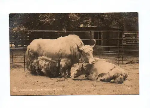 Ak Yak Foto Tiere Zoologischer Garten Berlin