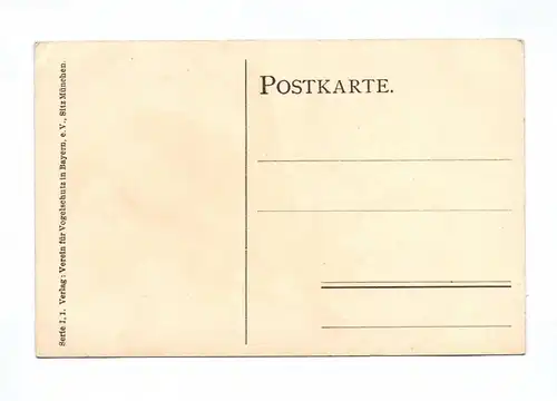 Künstler Ak W Heubach Pirol Goldamsel Oriolus galbula