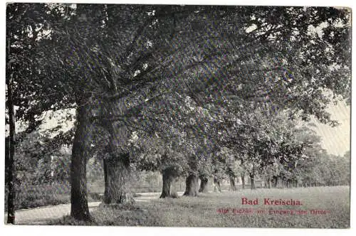 Ak Bad Kreischa Alte Eichen am Eingang des Ortes  (A4531