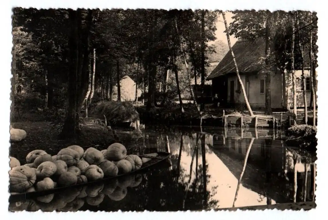 Ak Ernte im Spreewald 1955
