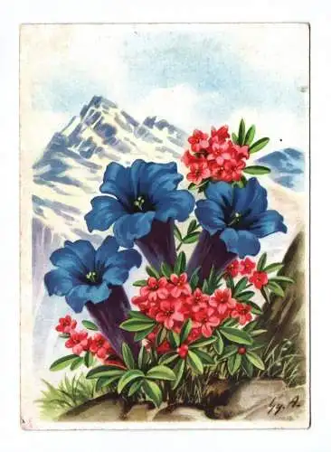 Künstler Ak blauer Enzian Blumen 1949