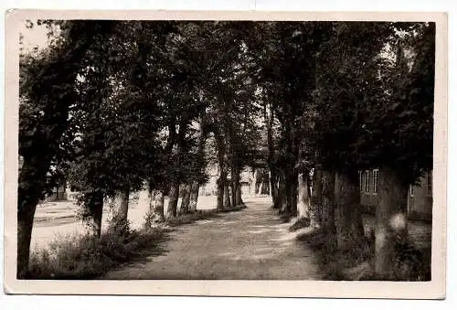 Foto Ak Allee Nordseebad Nieblum a. Föhr August 1952