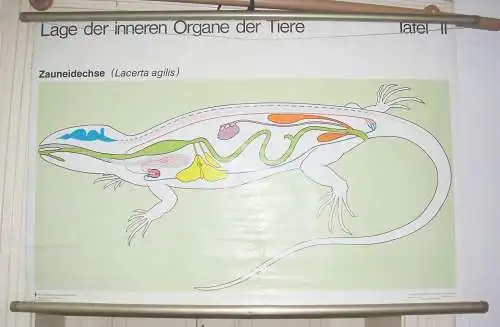 DDR Schulkarte Wandkarte Rollkarte Organe vom Zauneidechse um 1970 Lehrmittel