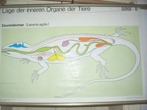 DDR Schulkarte Wandkarte Rollkarte Organe vom Zauneidechse um 1970 Lehrmittel