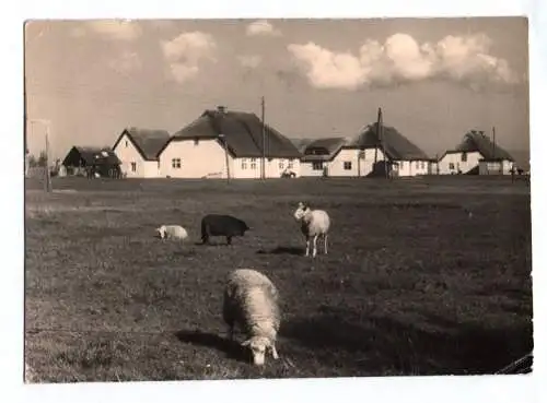 Foto Ak Hiddensee 1969 Häuser Schafe