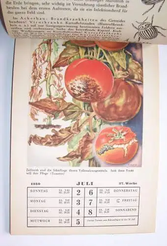 Alter Kalender Pflanzenschutz im Wechsel der Jahreszeiten 1950 Garten Gärtner