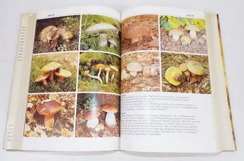 Bi Lexikon Mykologie Pilzkunde und Pilzvergiftungen Pilzberater Bücher