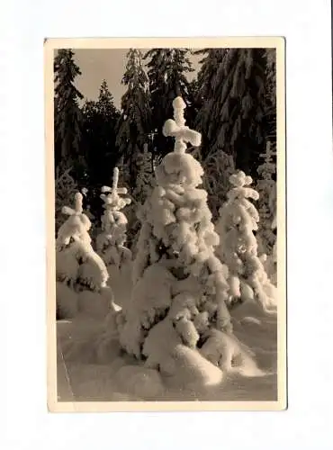 Ak Erzgebirgswinter 1959 verschneite Tannen