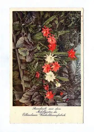 Ak Ausschnitt aus dem Modellgarten der Olbernhauer Wachsblumenfabrik 1939