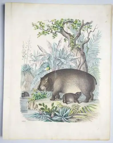 Kolorierte Lithografie - Nilpferd Hippo - 1851 (D7
