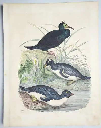 Kolorierte Lithografie - Kormoran Pinguin Ornithologie - 1851 (D7