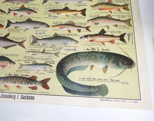 Alter Druck Fische einheimische Süßwasserfische Lehrkarte Angler Lithografie um