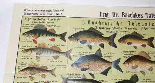 Alter Druck Fische einheimische Süßwasserfische Lehrkarte Angler Lithografie um