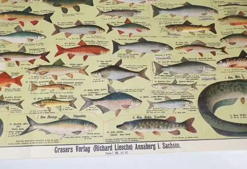 Alter Druck Fische einheimische Süßwasserfische Lehrkarte Angler Lithografie um